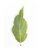 Samaritan Japanese Dogwood leaf on white, conical shaped green leaf with white edges