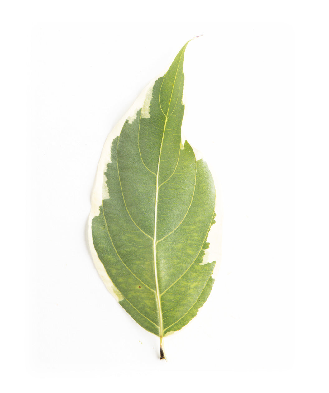 Samaritan Japanese Dogwood leaf on white, conical shaped green leaf with white edges