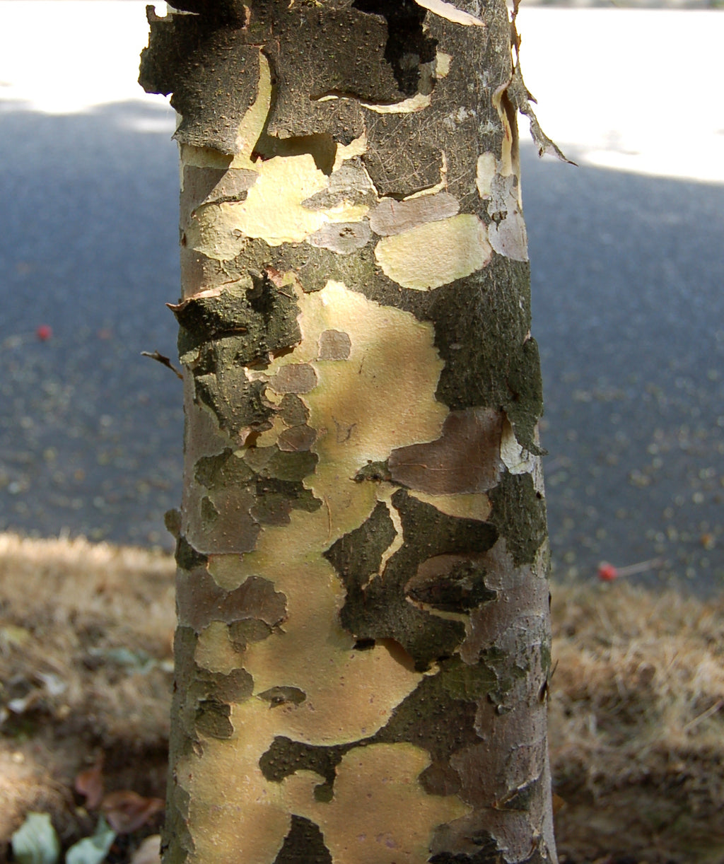 Close up of Japanese Dogwood bark, as this tree matures the older darker colored bark begins to exfoliate showing off its lighter sandy colored under bark
