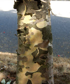 Close up of Japanese Dogwood bark, as this tree matures the older darker colored bark begins to exfoliate showing off its lighter sandy colored under bark