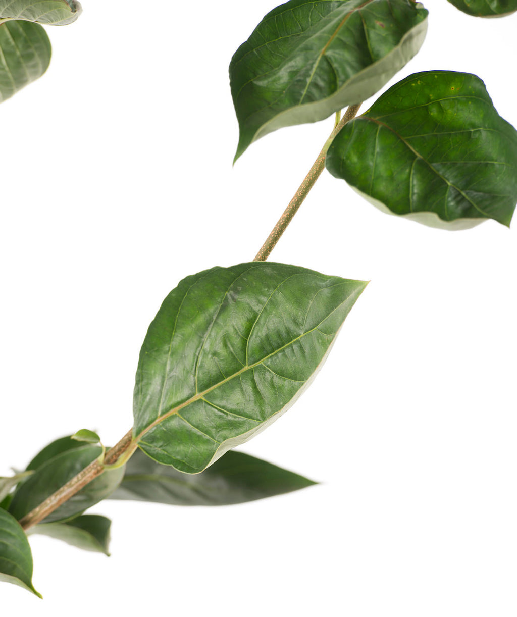 Close up of Venus Rutgers Dogwood branch, large dark green conical shaped leaves on a light brown branch