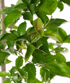 Close up of Venus Rutgers Dogwood branch, large dark green conical shaped leaves with lighter green to redish new growth leaves on a light brown to green branch