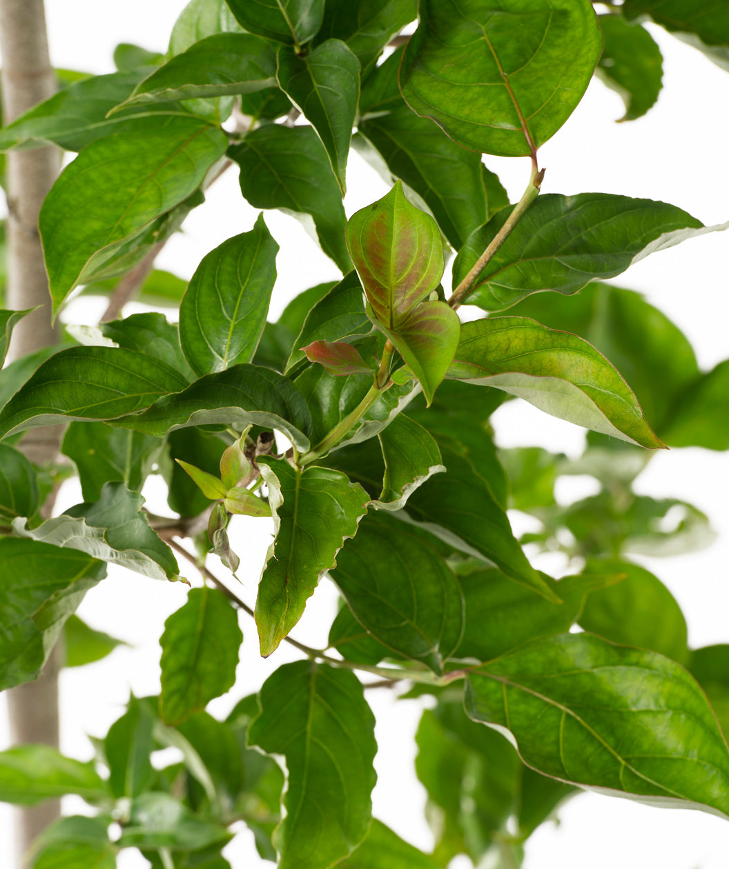 Close up of Venus Rutgers Dogwood branch, large dark green conical shaped leaves with lighter green to redish new growth leaves on a light brown to green branch