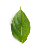 Venus Rutgers Dogwood leaf on white, large dark green conical shaped leaf