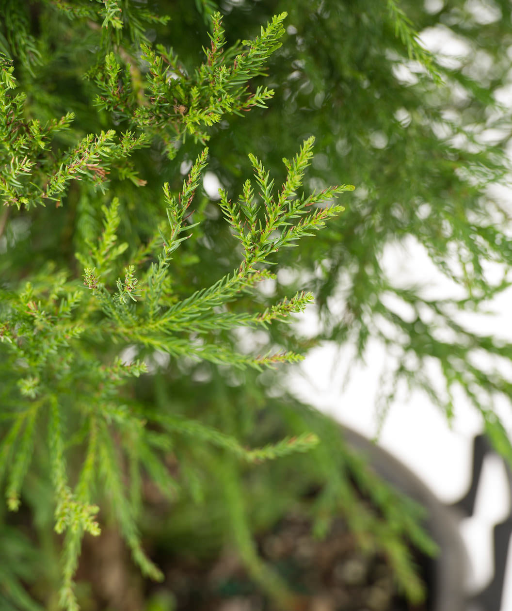 Close up of Yoshino Japanese Cedar foliage, long thin green evergreen foliage