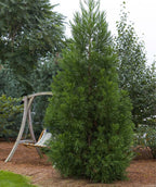 Yoshino Japanese Cedar planted in a landscape, pyramidal growing evergreen with long thin green foliage