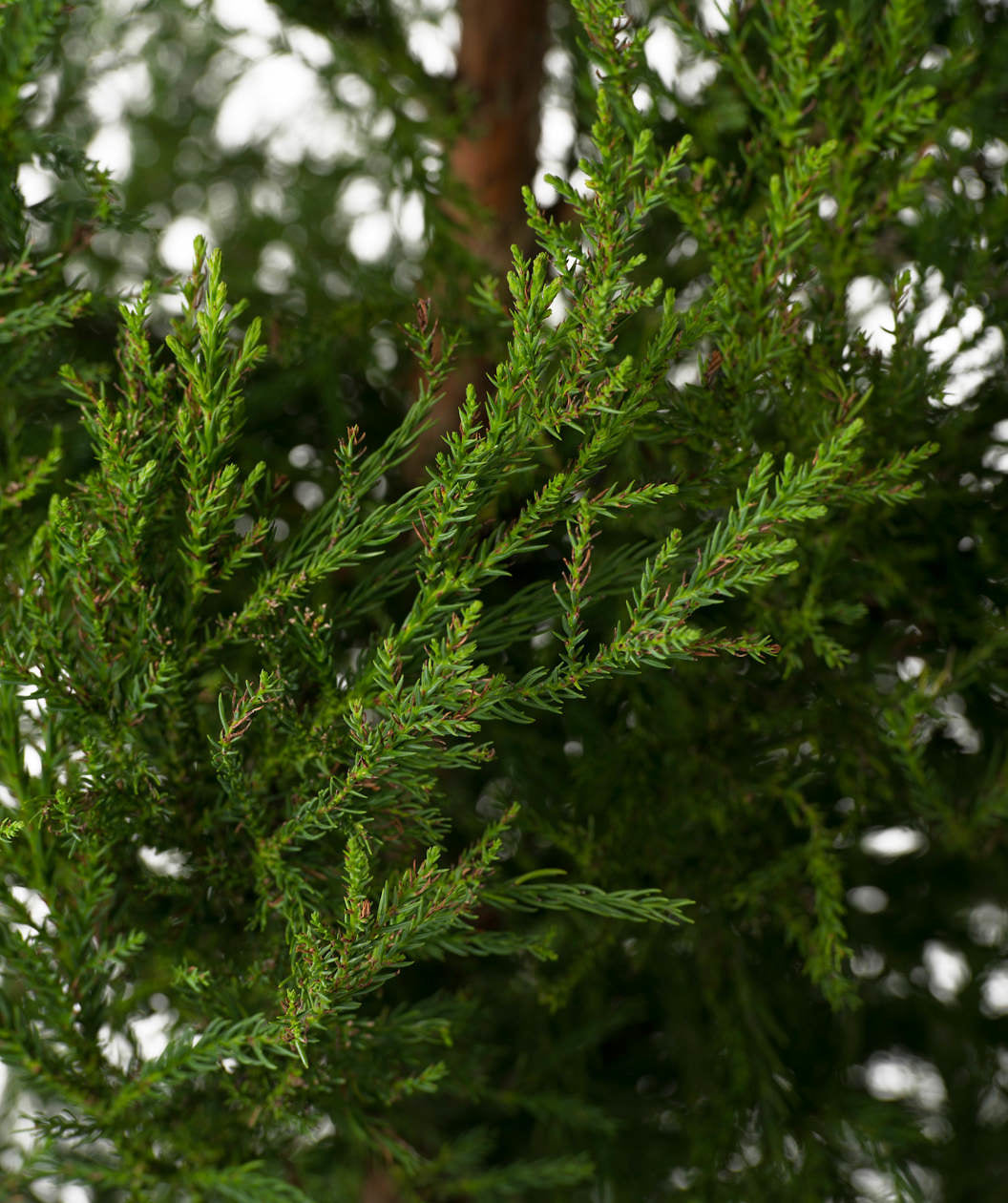 Close up of Yoshino Japanese Cedar foliage, long thin green evergreen foliage