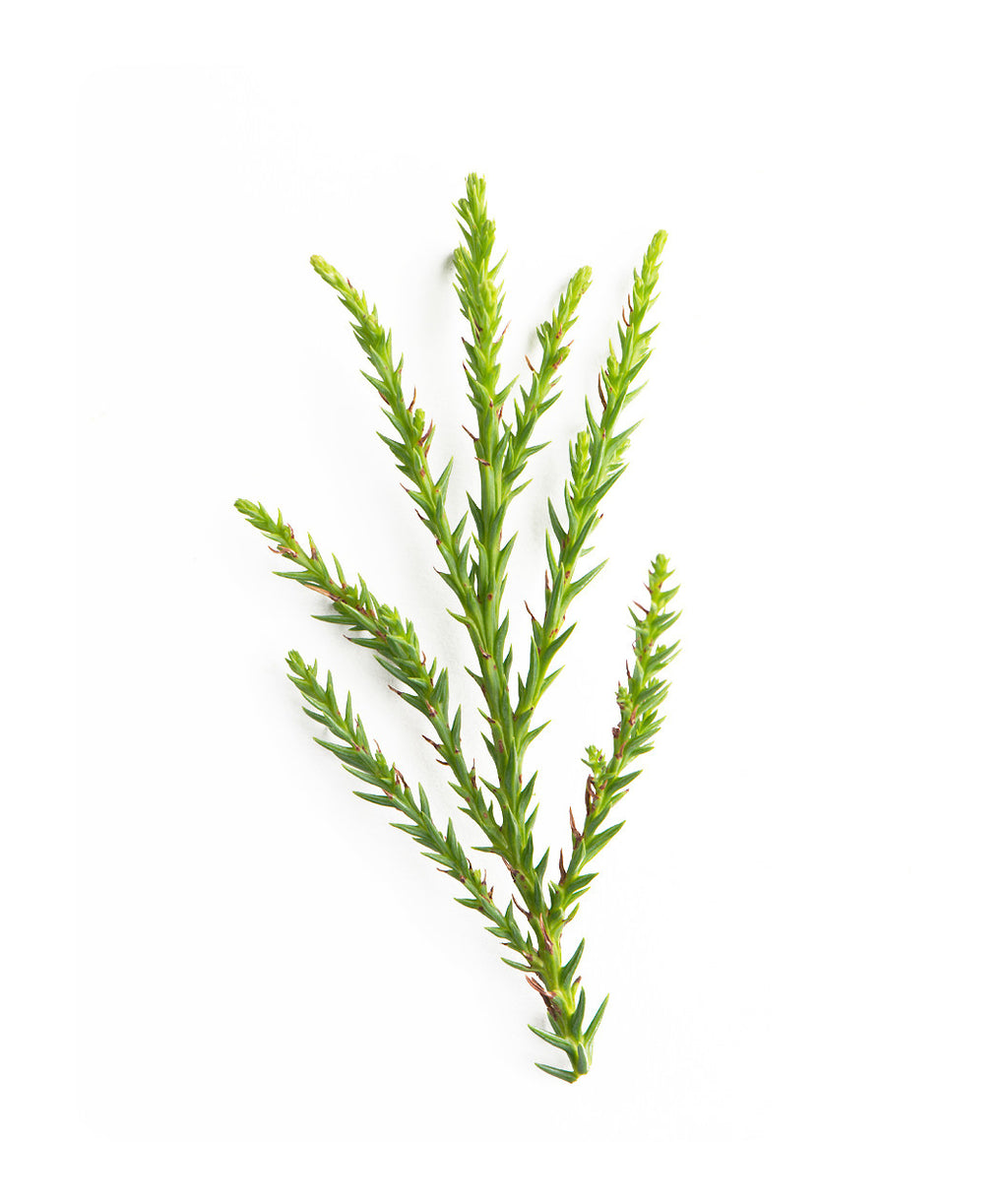 Yoshino Japanese Cedar foliage on white, long thin green evergreen foliage