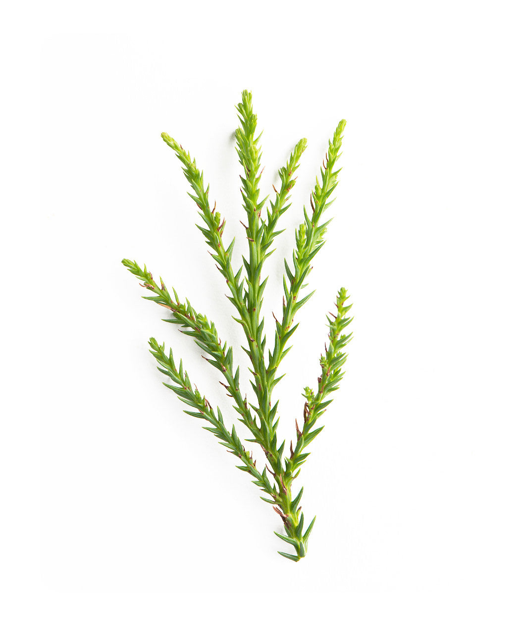Yoshino Japanese Cedar foliage on white, long thin green evergreen foliage