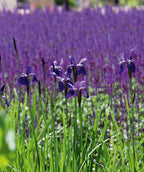 Caesar's Brother Siberian Iris in landscape