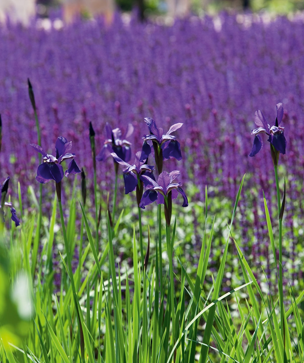 Caesar's Brother Siberian Iris in landscape