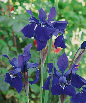 Caesar's Brother Siberian Iris flower closeup