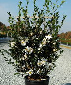 Setsugekka Camellia potted plant flowering shrub with dark glossy foliage