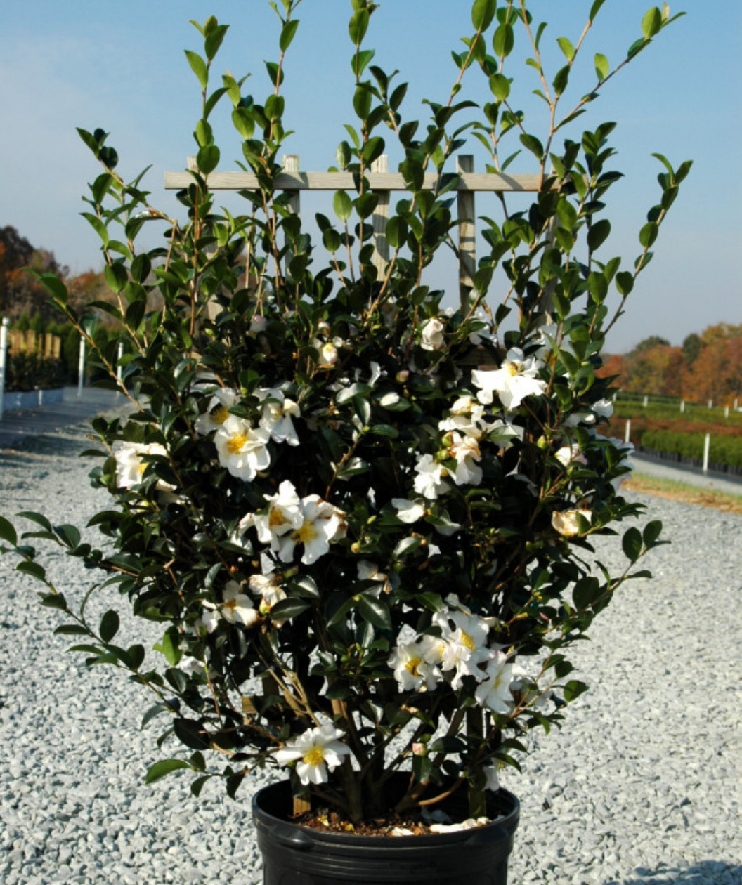 Setsugekka Camellia potted plant flowering shrub with dark glossy foliage