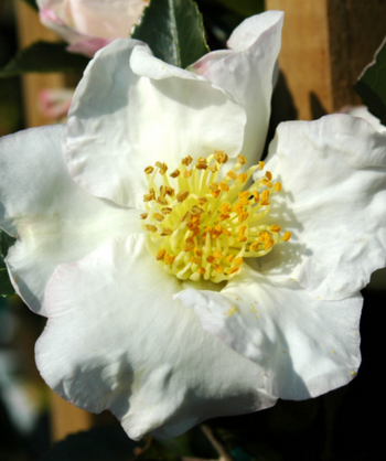 Setsugekka Camellia closeup of fluffy white flowers with bright yellow stamens