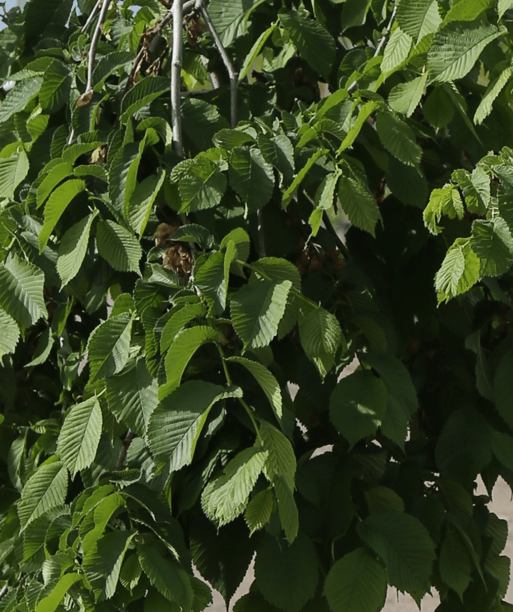 Close up of Camperdown Weeping Elm branch, round, serrated crinkled looking green leaves