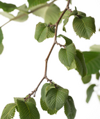 Close up of Camperdown Weeping Elm branch, round, serrated crinkled looking green leaves on a brown branch