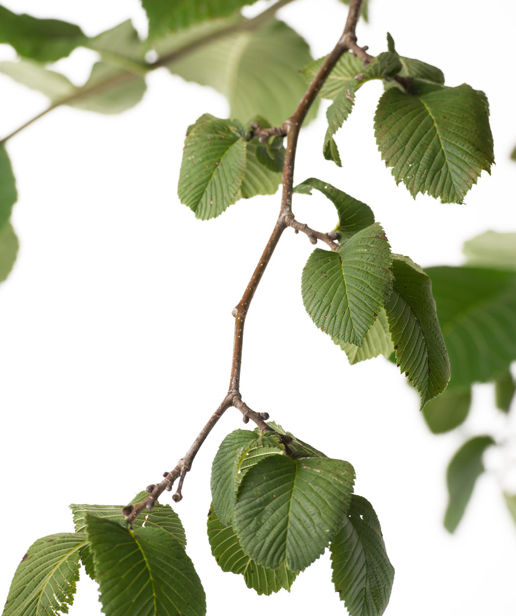 Close up of Camperdown Weeping Elm branch, round, serrated crinkled looking green leaves on a brown branch