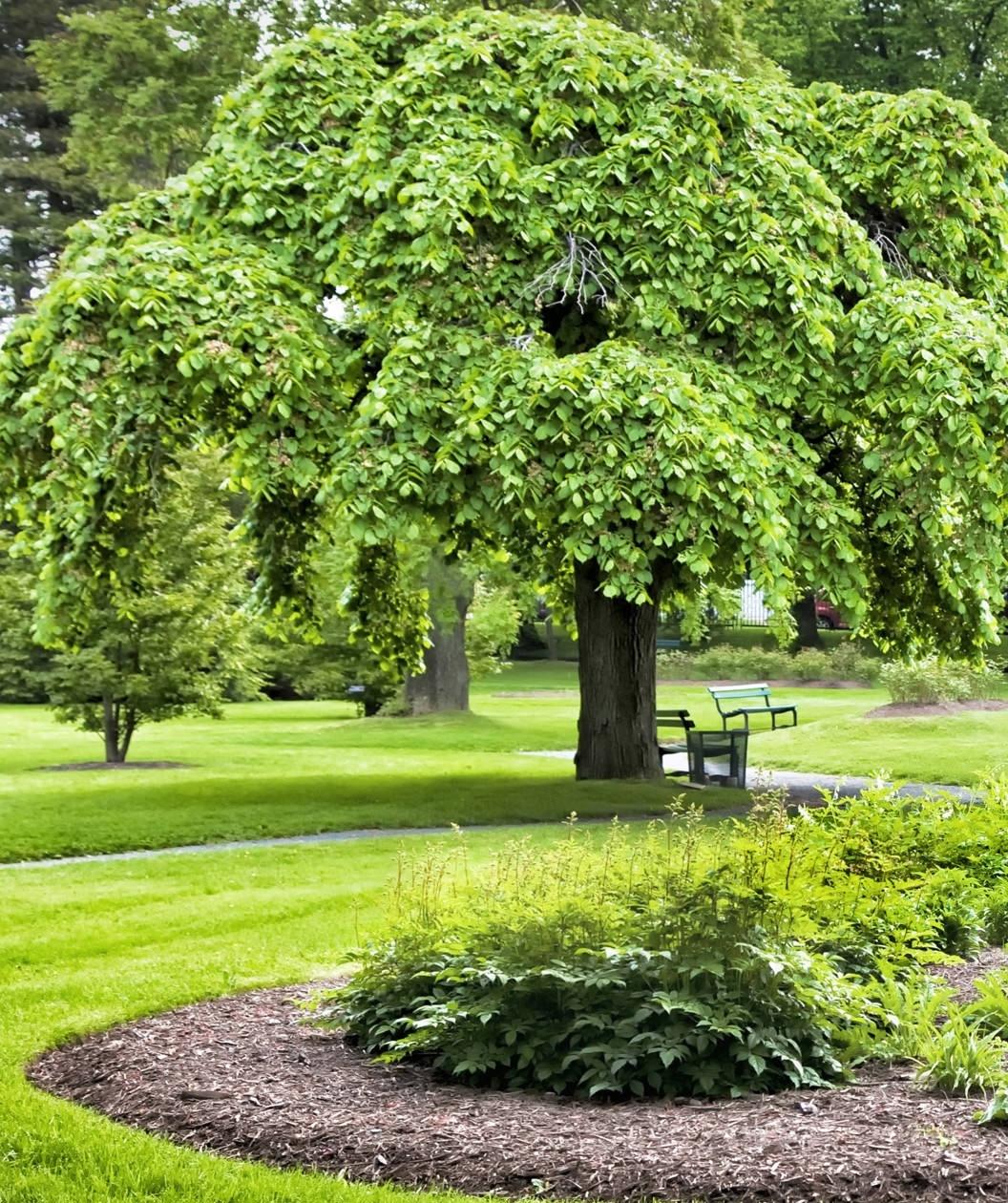Camperdown Weeping Elm planted in a landscape, the weeping branches create a large umbrella like effect of crinkled looking green leaves with fissured brown bark