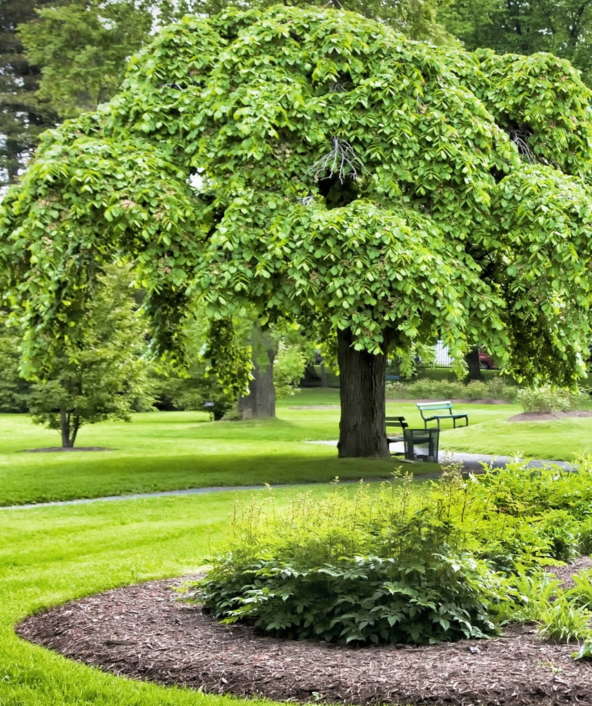 Weeping mulberry discount umbrella tree