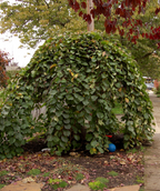 Camperdown Weeping Elm planted in a landscape, the weeping branches create a large umbrella like effect of crinkled looking green leaves with fissured brown bark
