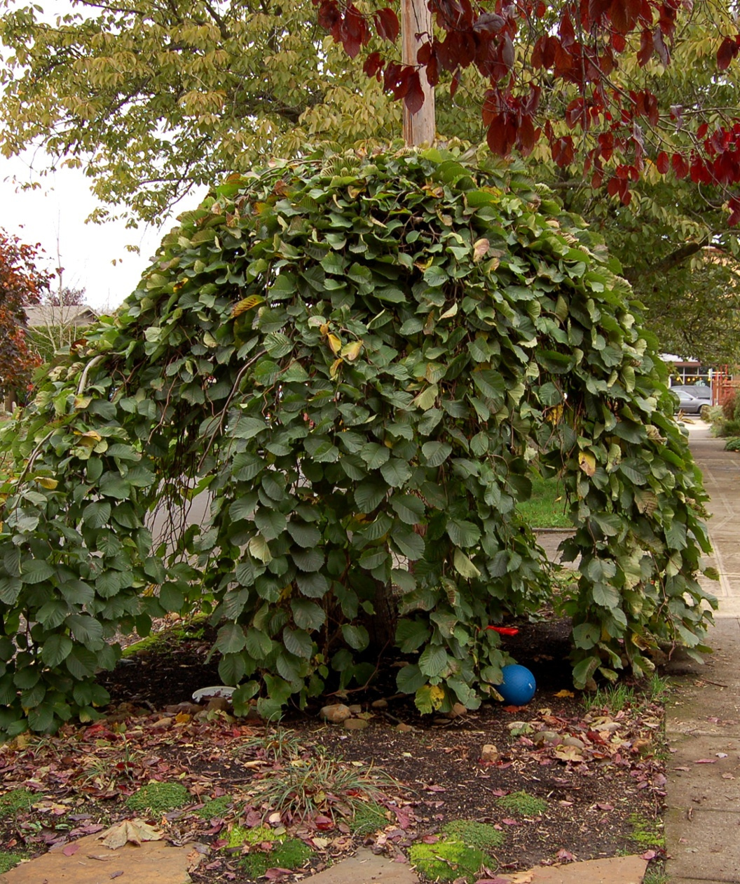 Camperdown Weeping Elm planted in a landscape, the weeping branches create a large umbrella like effect of crinkled looking green leaves with fissured brown bark
