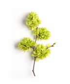 Camperdown Weeping Elm branch on white in early spring, large clusters of light green leaves emerge looking similar to pom-poms in early spring on a brown branch