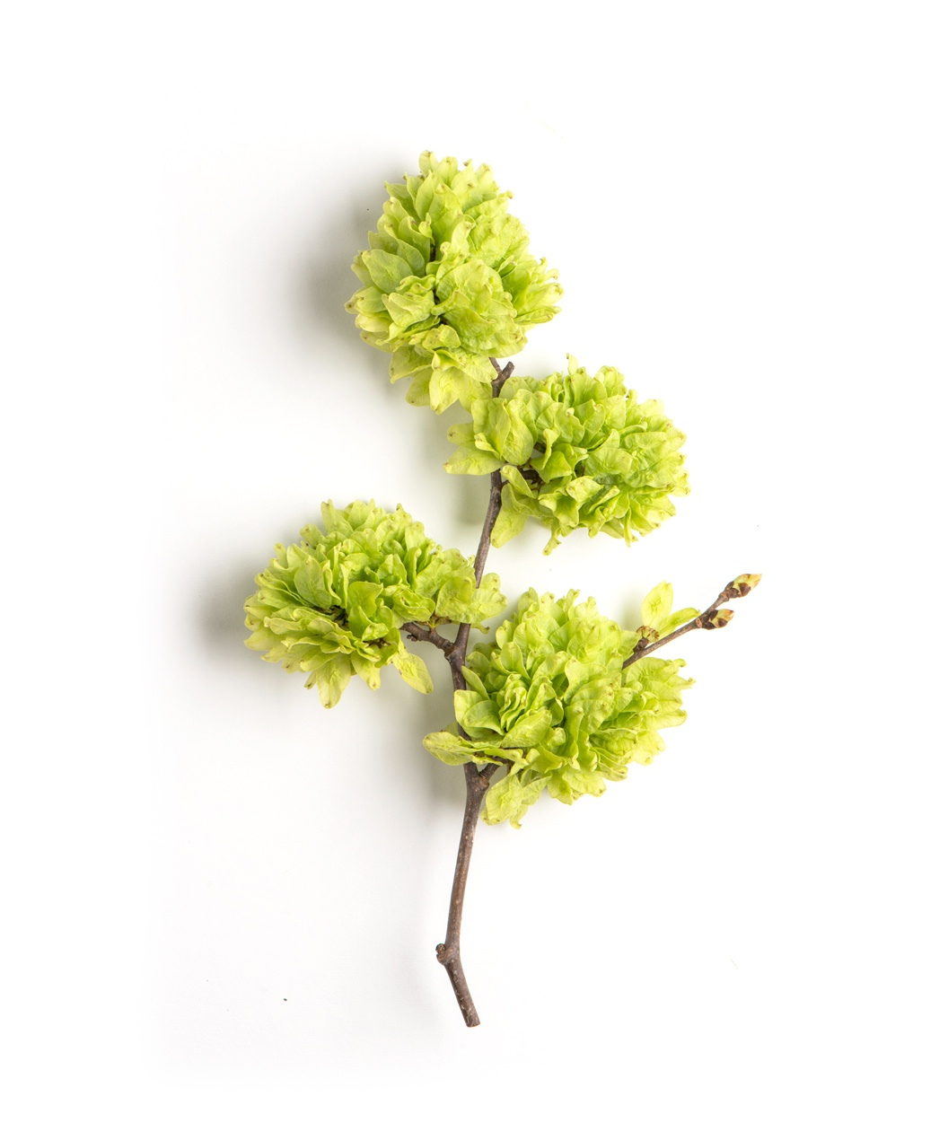 Camperdown Weeping Elm branch on white in early spring, large clusters of light green leaves emerge looking similar to pom-poms in early spring on a brown branch