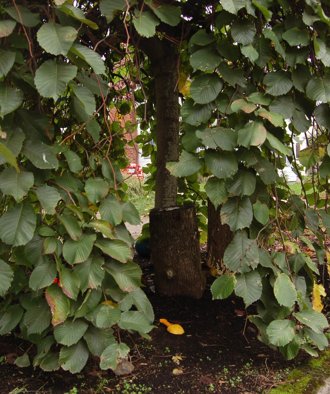 Camperdown Weeping Elm planted in a landscape, the weeping branches create a large umbrella like effect of crinkled looking green leaves with fissured brown bark