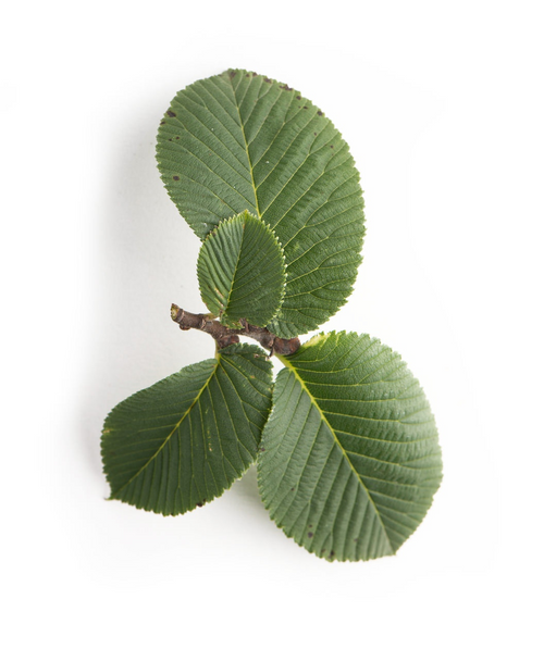 Close up of Camperdown Weeping Elm leaves on white, rounded, serrated, crinkled looking green leaves on a brown branch