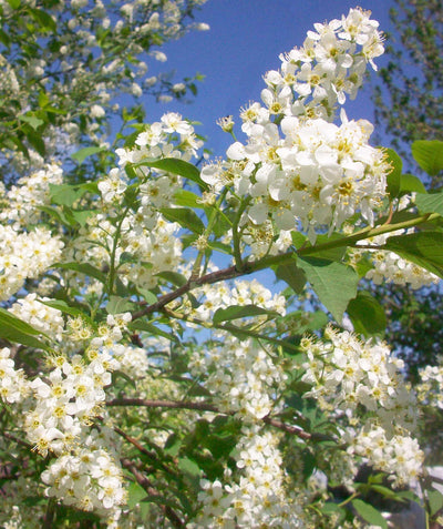 Close up of Canada Red Chokecherry, medium sized clusters of small white flowers with yellow centers emerging from green conical shaped leaves that turn purple in late spring to early summer