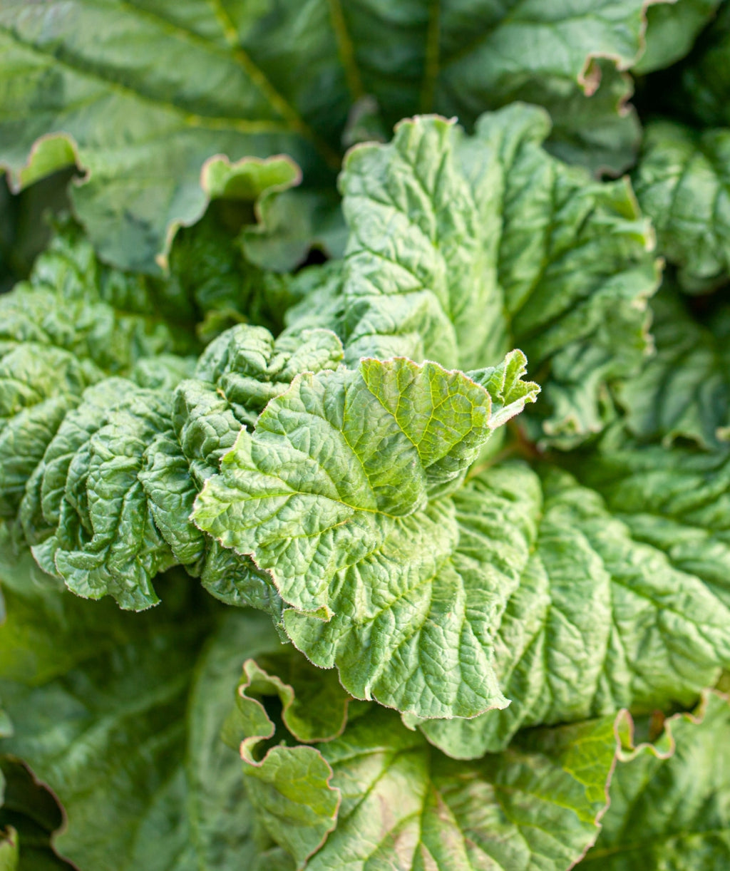 Close up of Canada Red Rhubarb Foliage, large green crinkled looking foliage