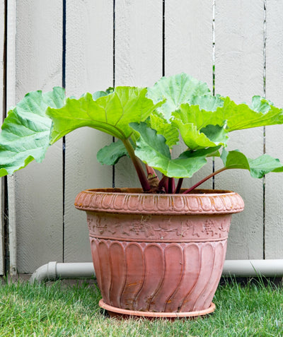 Canada Red Rhubarb planted in a patio planter, large green crinkled looking foliage emerging from dark red stems
