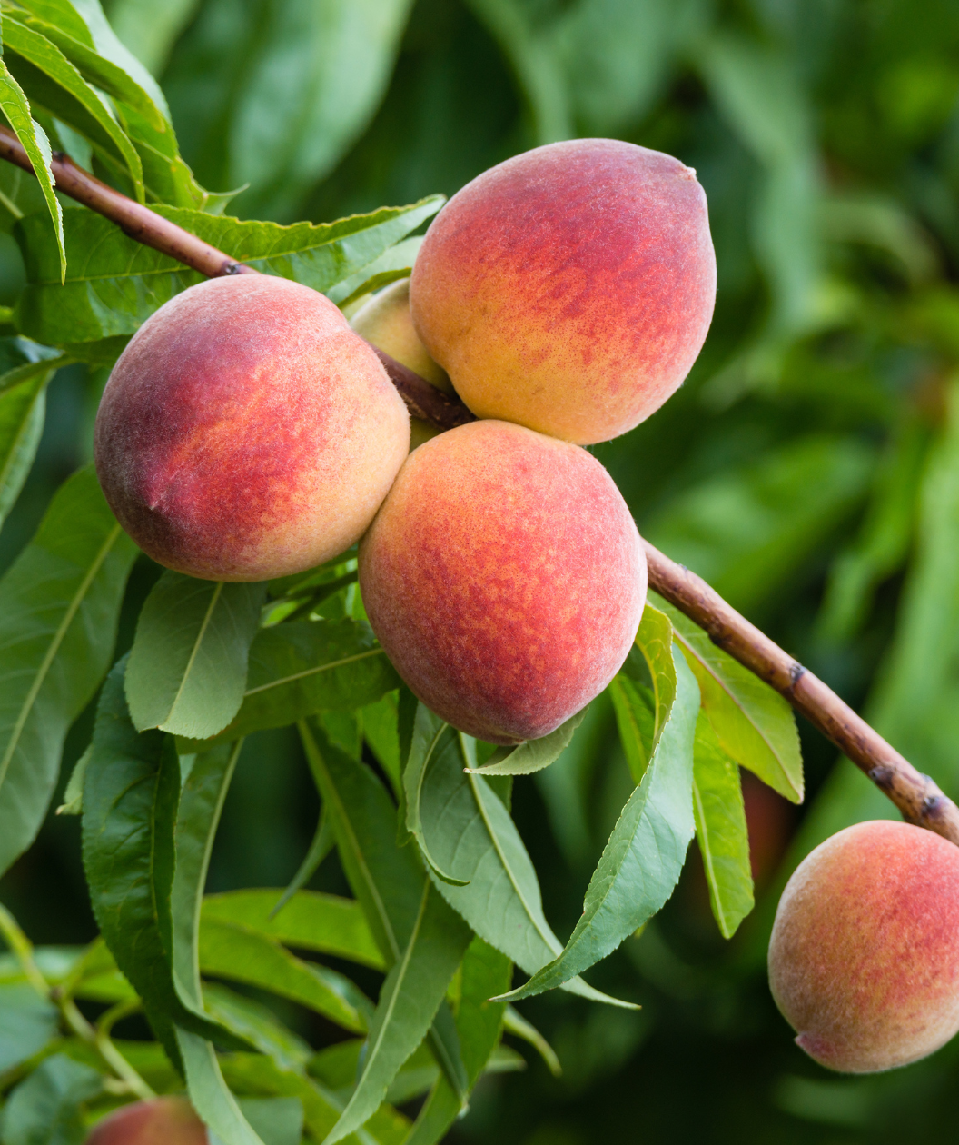 Close up of Canadian Harmony Peach, several round fuzzy fruits that are orange and red in color emerging from long green leaves