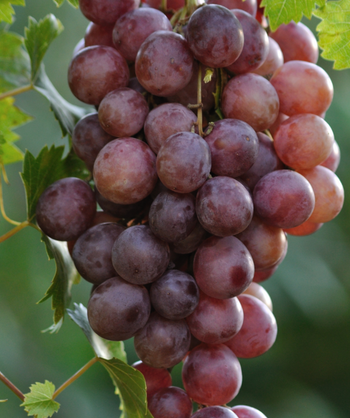 Close up of Canadice Seedless Grapes, a bushel of ripe red grapes ready for picking hanging from a green vine with green leaves