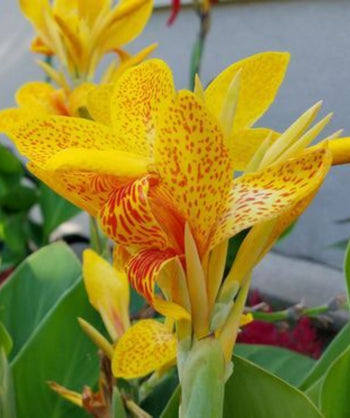 Close up of Tenerife Canna Lily flower, large yellow flower with lots of orange speckles emerging from large green foliage
