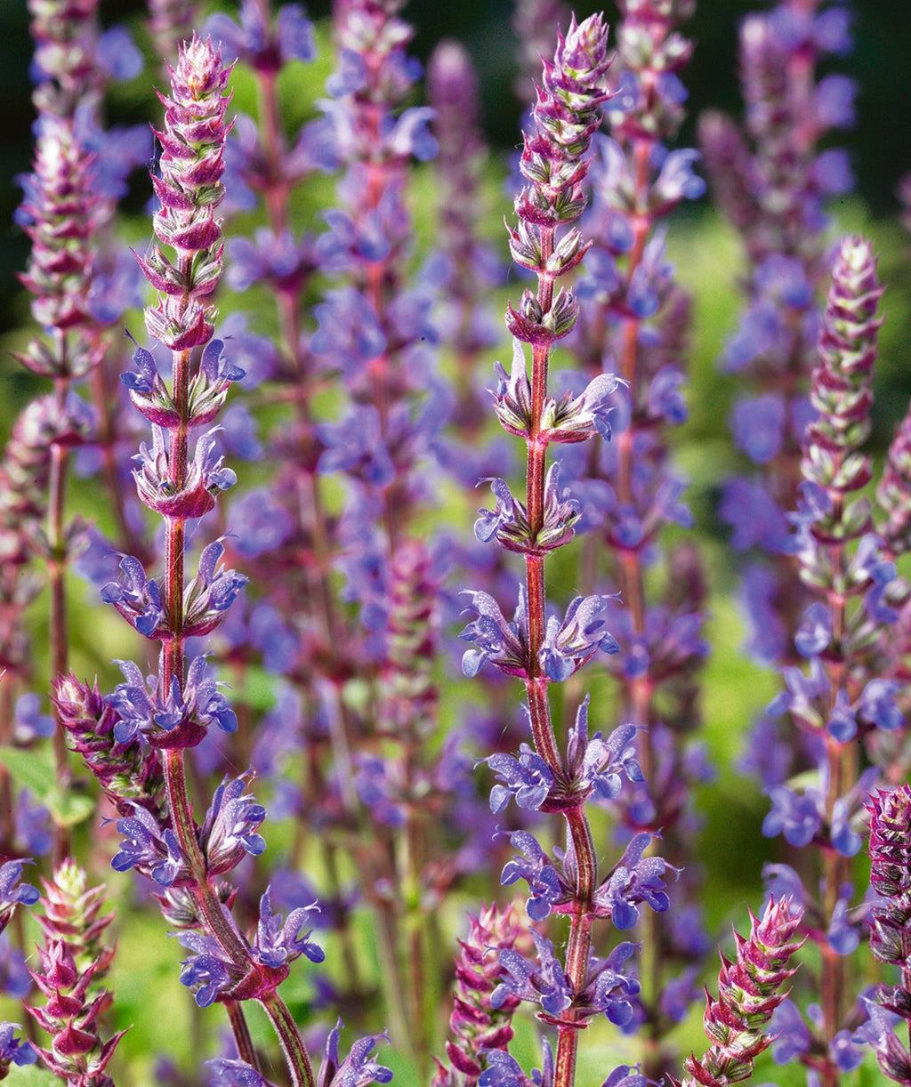 Caradonna Meadow Sage closeup of purple-blue flowers