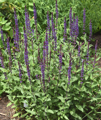 Caradonna Meadow Sage in landscape with the violet flower spikes emerging out of the gray-green foliage
