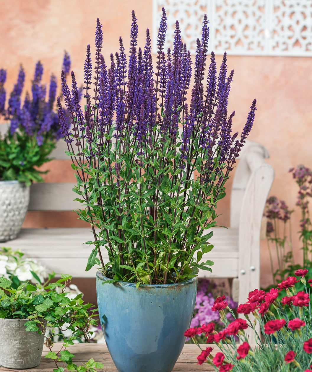 Caradonna Meadow Sage potted on patio in full violet bloom