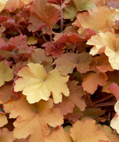 Close up of Caramel Coral Bells, caramel colored foliage with hints of yellow and red