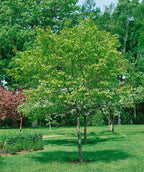 American Hornbeam planted in a landscape, rounded head with crinkled looking serrated green leaves with a grayish colored trunk