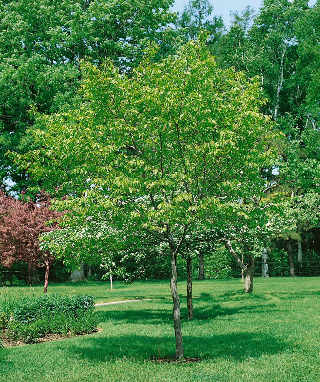 American Hornbeam planted in a landscape, rounded head with crinkled looking serrated green leaves with a grayish colored trunk