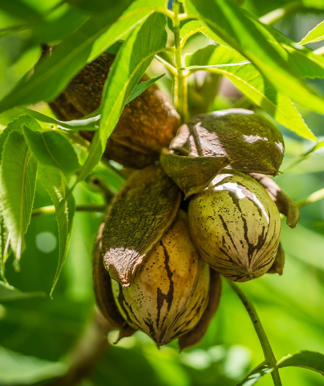 Close up of Lakota Pecan nuts hanging from a tree, several round green shelled nuts with brown stripes and spots