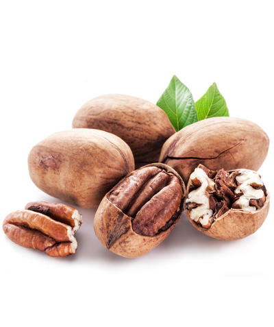 Oswego Pecans on white, brown nuts inside a brown shell with green leaves in the background