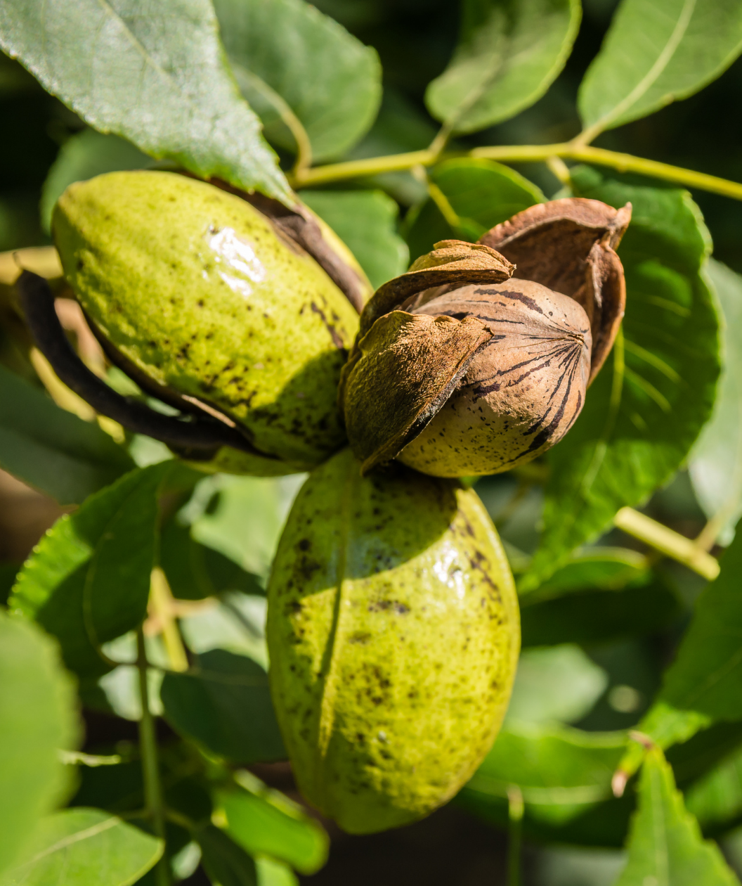 Close up of Pawnee Pecan nuts, tan shelled nut with brown stripes emerging from a green protective shell