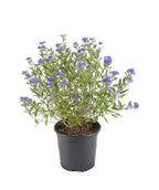 First Choice Blue Mist Shrub