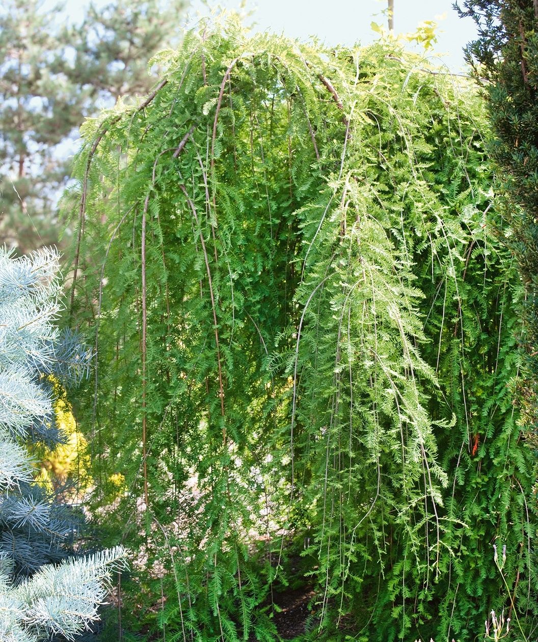 Falling Waters Bald Cypress growing in landscape with whispy green leaves sweeping toward the ground