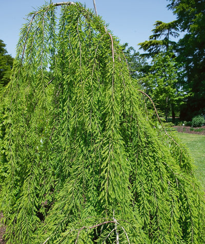 Cascade Falls Weeping Bald Cypress in landscape showcasing the feathery-soft needles as the branches weep down