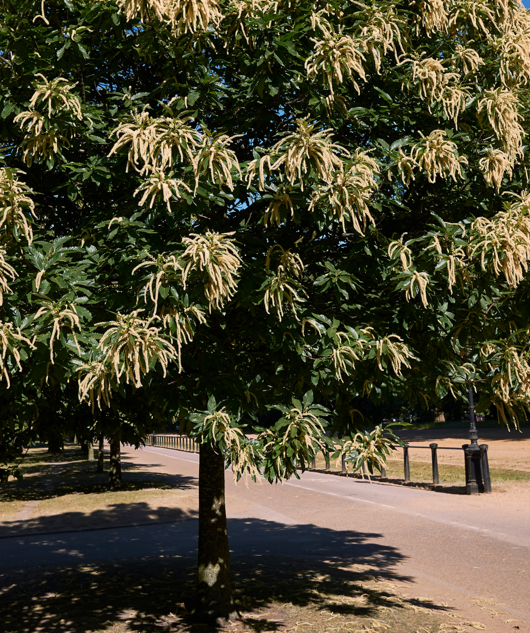 Gideon Chinese Chestnut Treeling