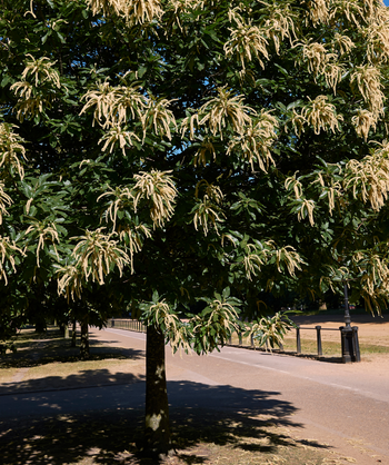 Close up of Gideon Chinese Chestnut planted in a landscape, oblong wrinkled looking green leaves on slightly upright branching with long thin clusters of small white flowers